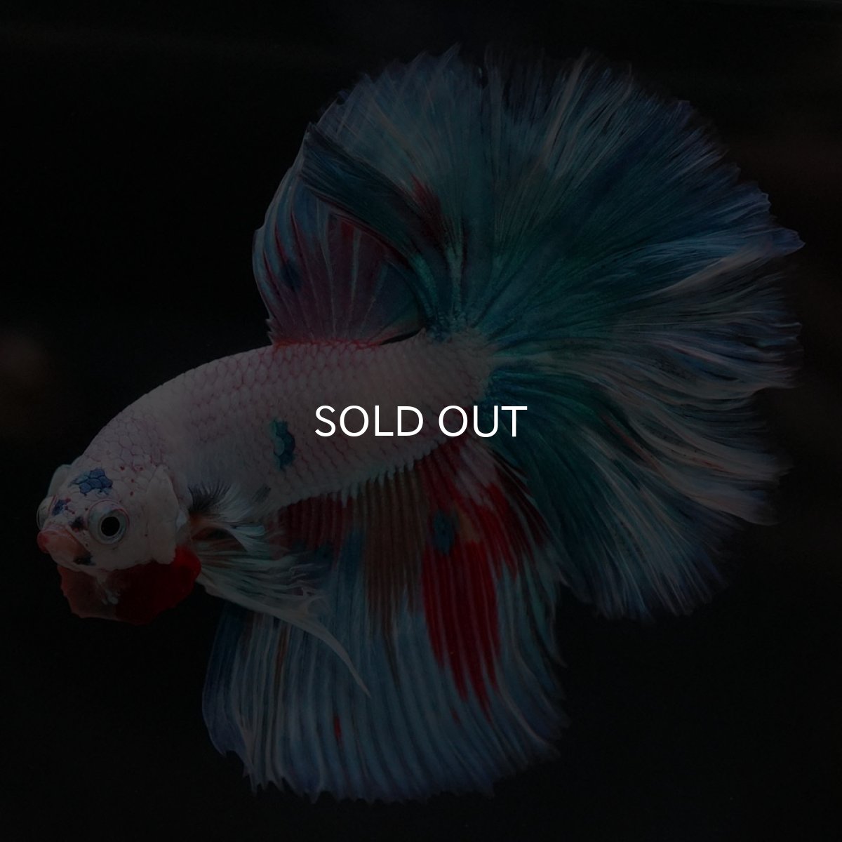 画像6: HM ホワイトファンシー (6)