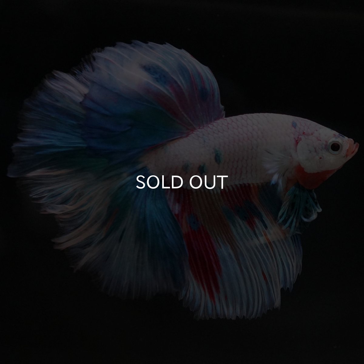 画像7: HM ホワイトファンシー (7)