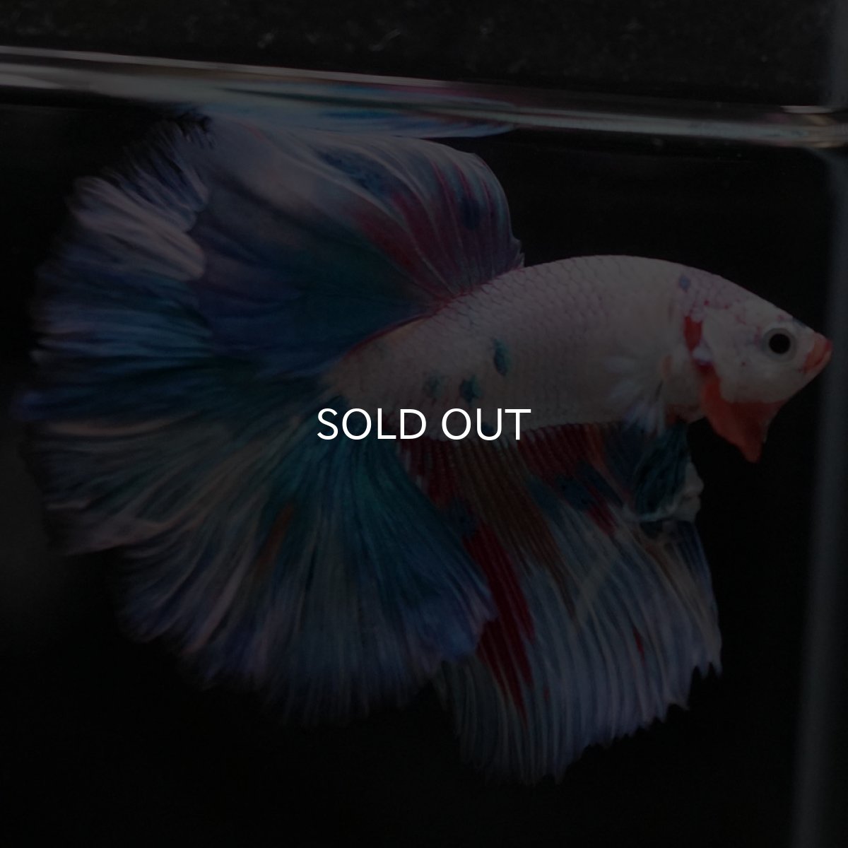 画像5: HM ホワイトファンシー (5)