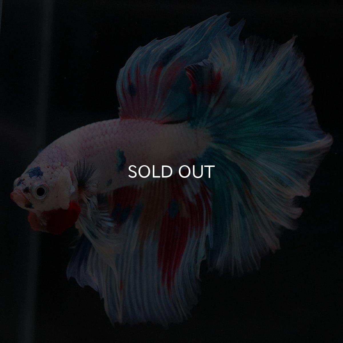 画像4: HM ホワイトファンシー (4)