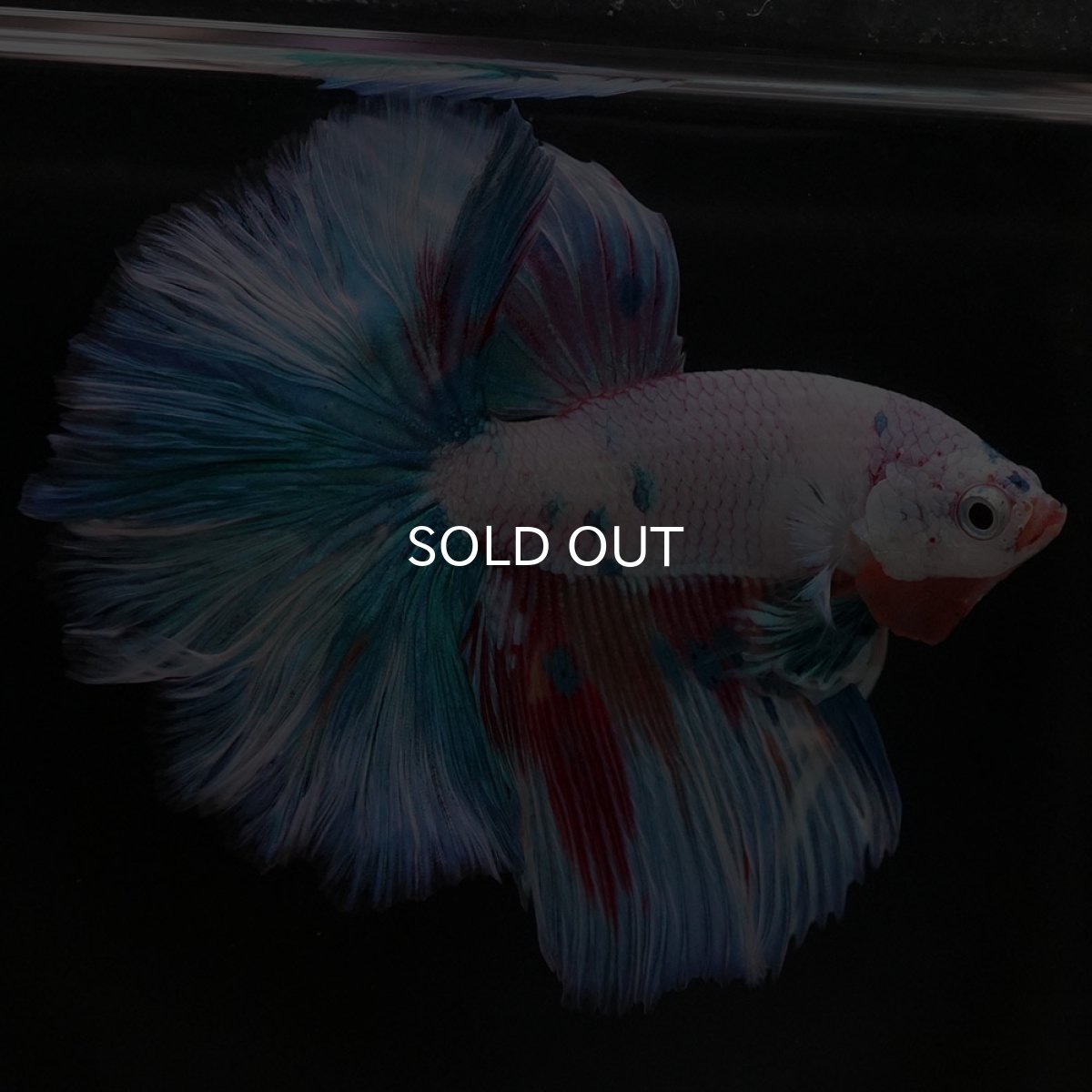 画像3: HM ホワイトファンシー (3)