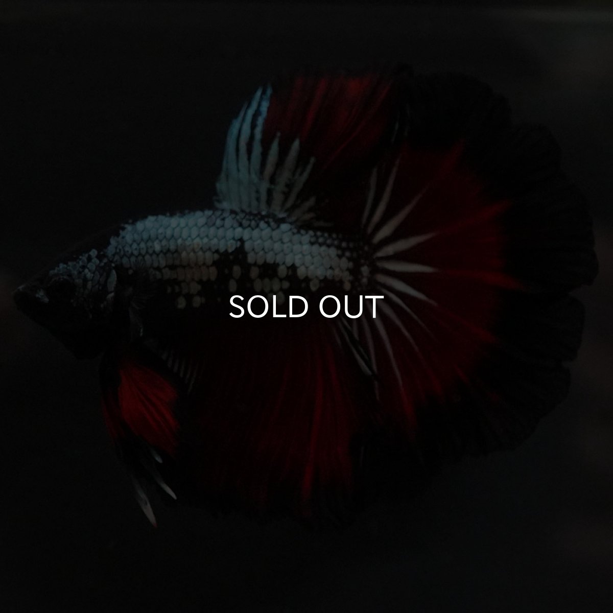 画像11: HM レッドカッパー (11)