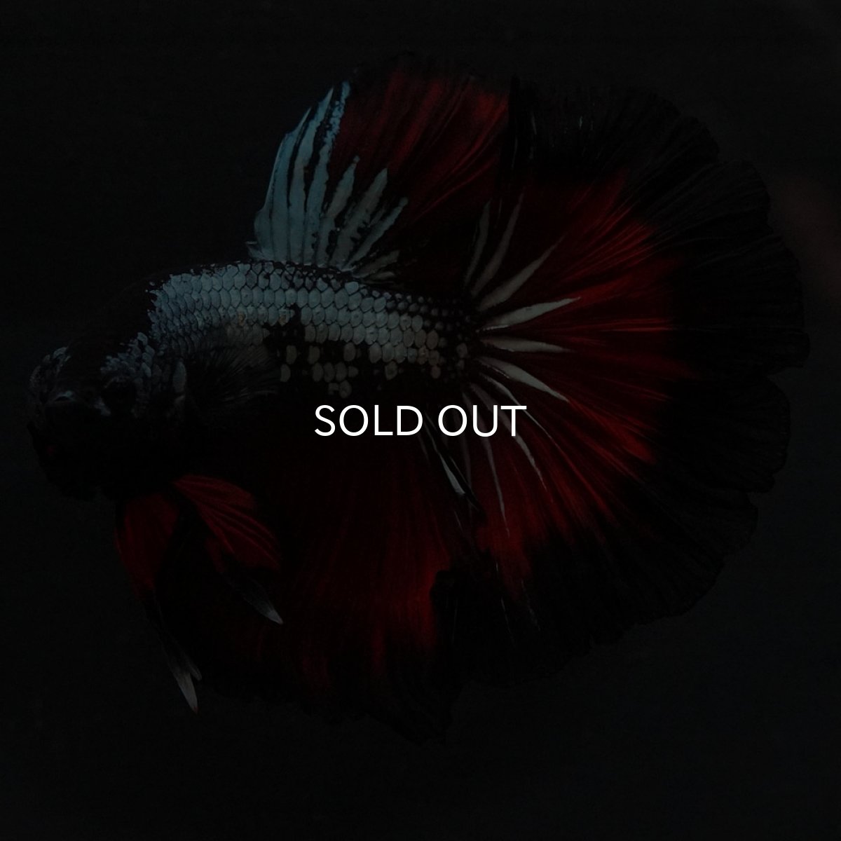 画像7: HM レッドカッパー (7)