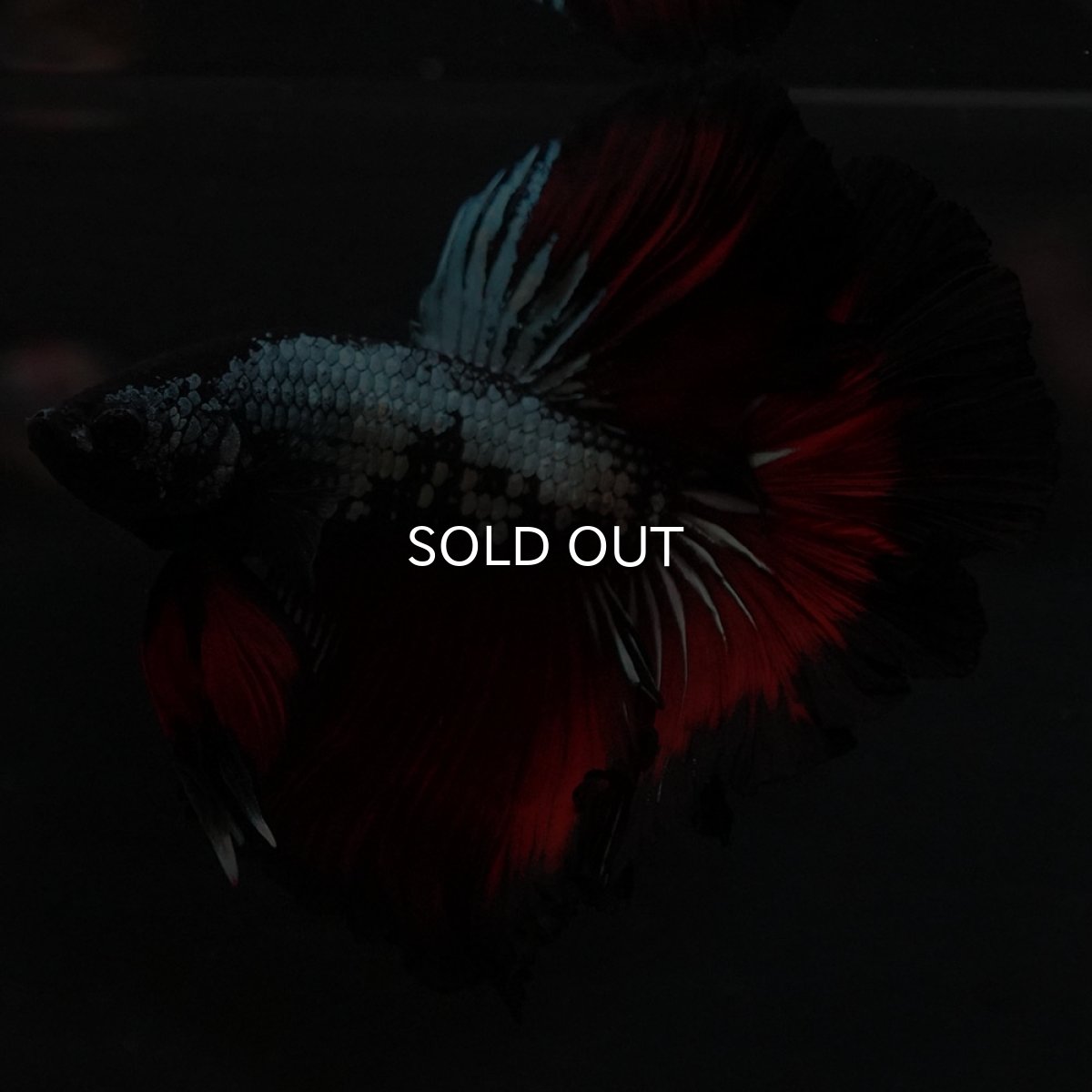 画像9: HM レッドカッパー (9)