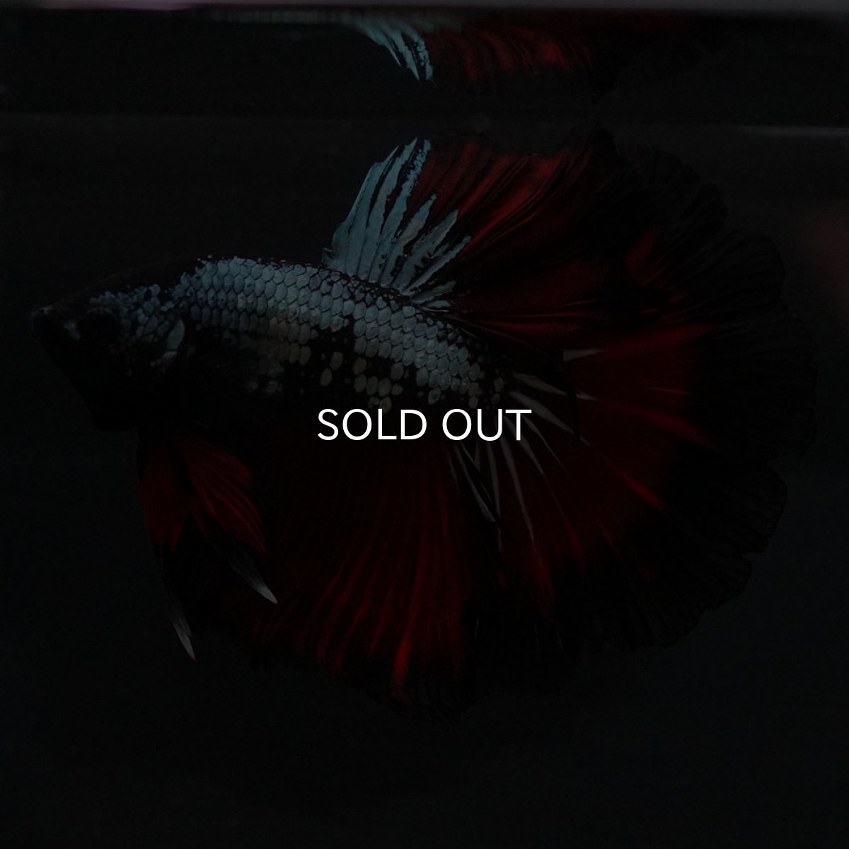 画像5: HM レッドカッパー (5)