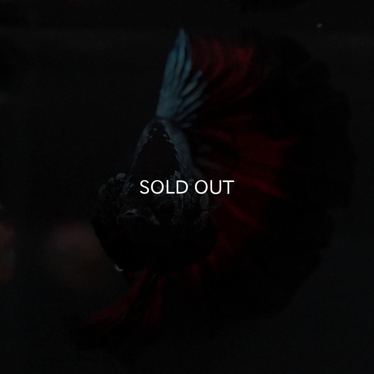 画像3: HM レッドカッパー (3)