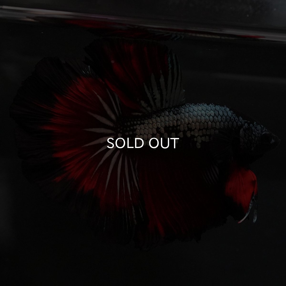 画像8: HM レッドカッパー (8)