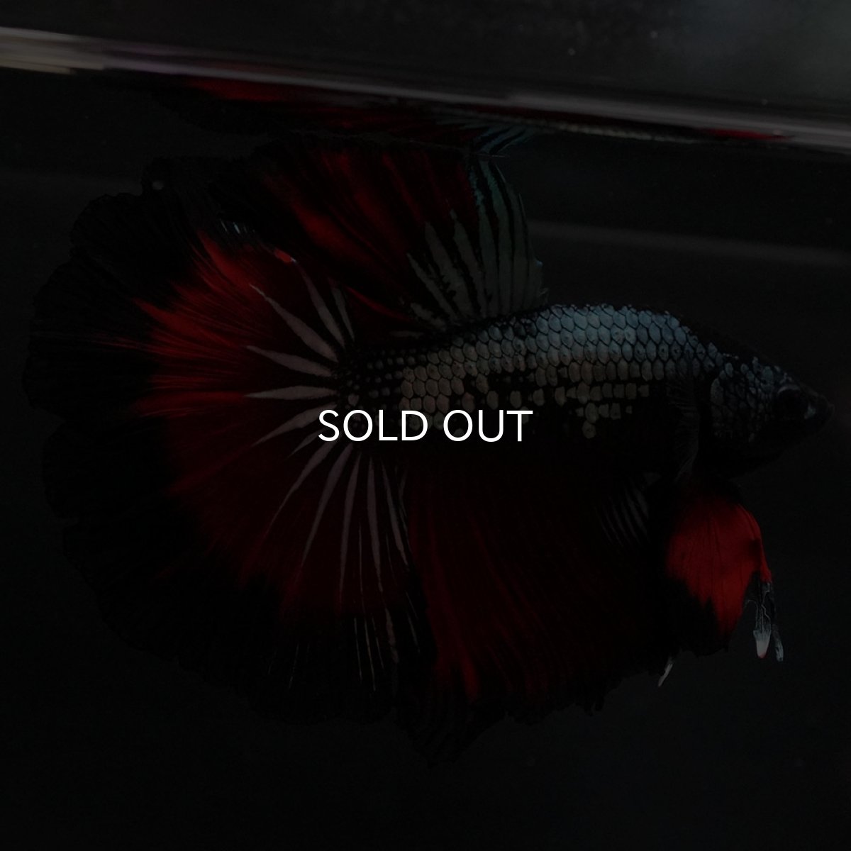 画像6: HM レッドカッパー (6)