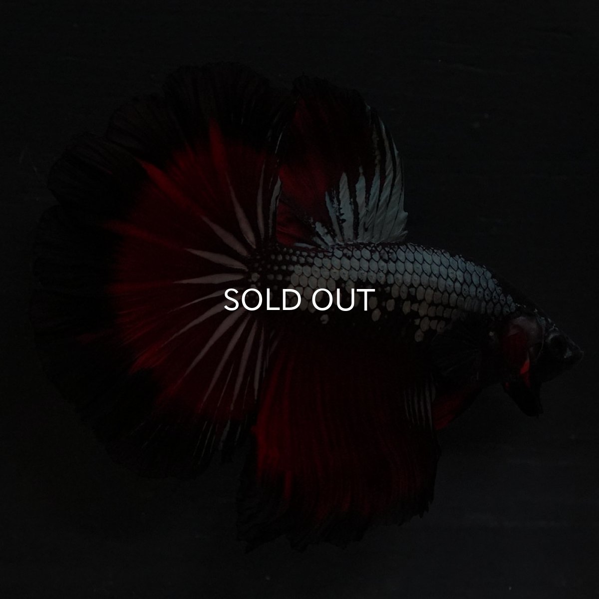 画像4: HM レッドカッパー (4)