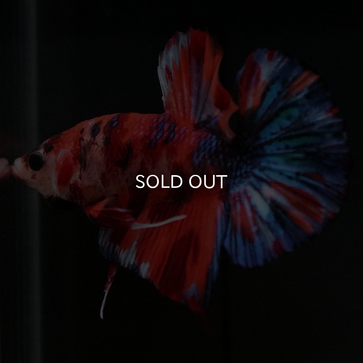 画像4: HMPK キャンディギャラクシー (4)