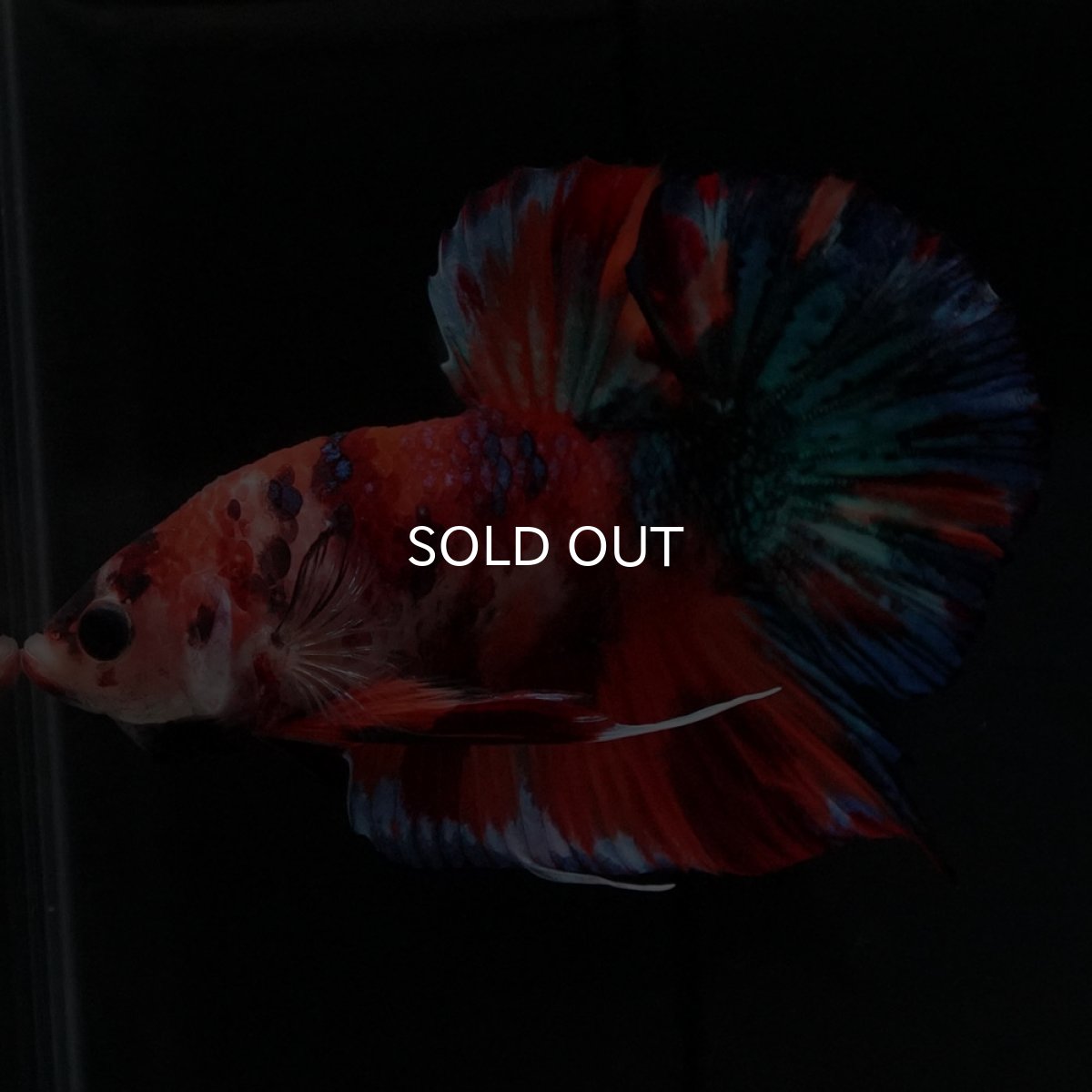 画像10: HMPK キャンディギャラクシー (10)