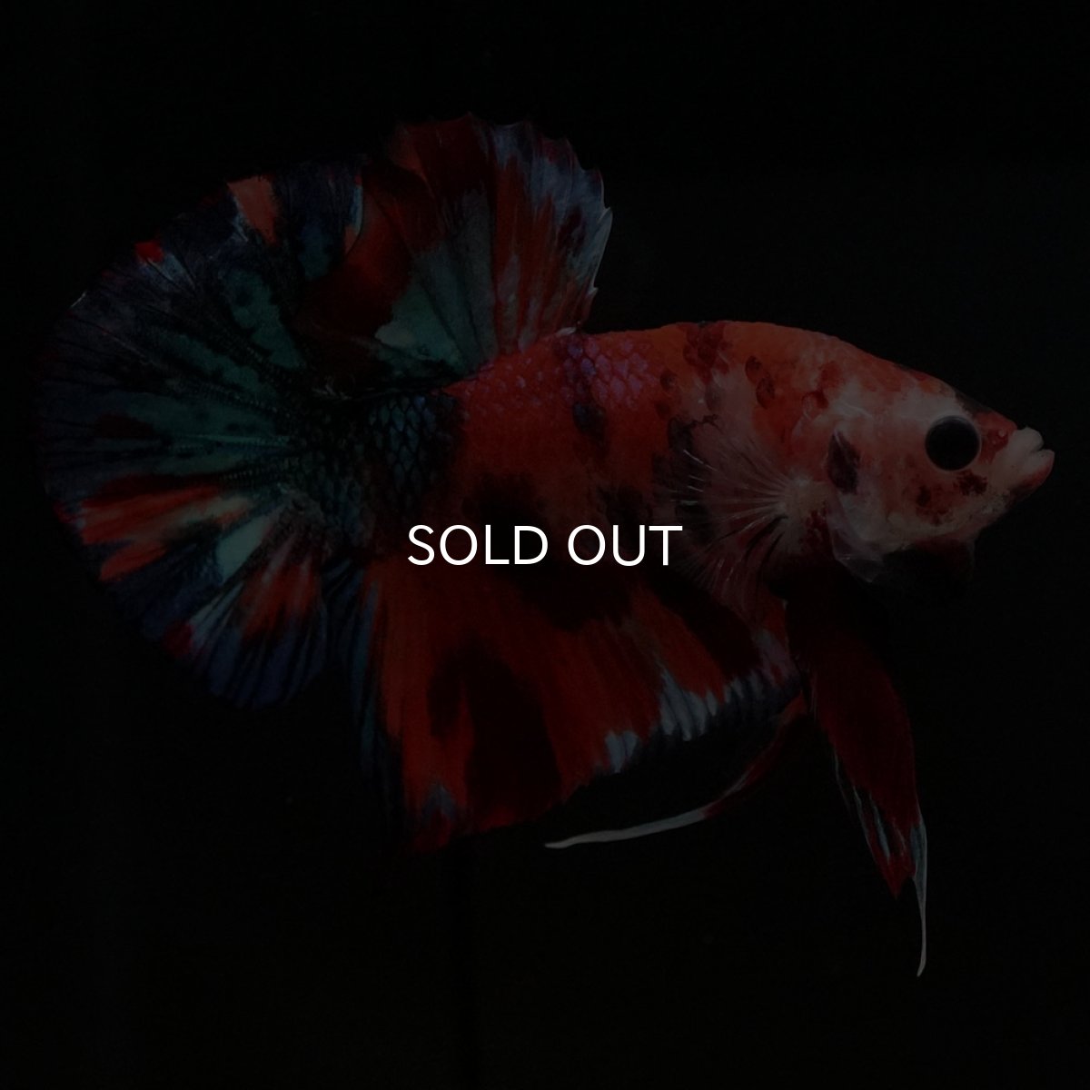 画像5: HMPK キャンディギャラクシー (5)