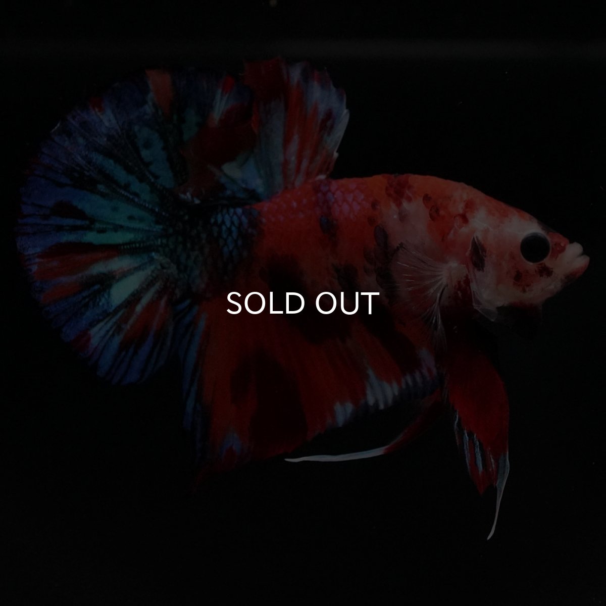 画像11: HMPK キャンディギャラクシー (11)