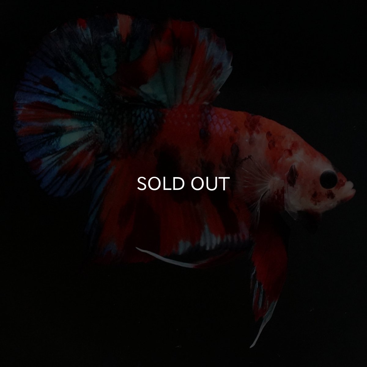 画像9: HMPK キャンディギャラクシー (9)