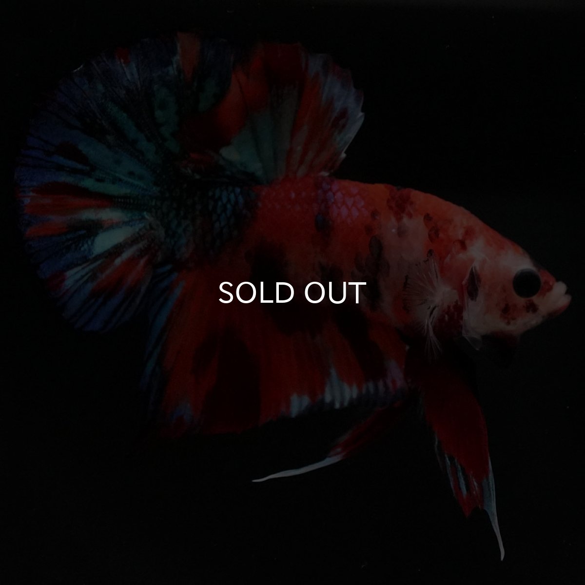 画像3: HMPK キャンディギャラクシー (3)