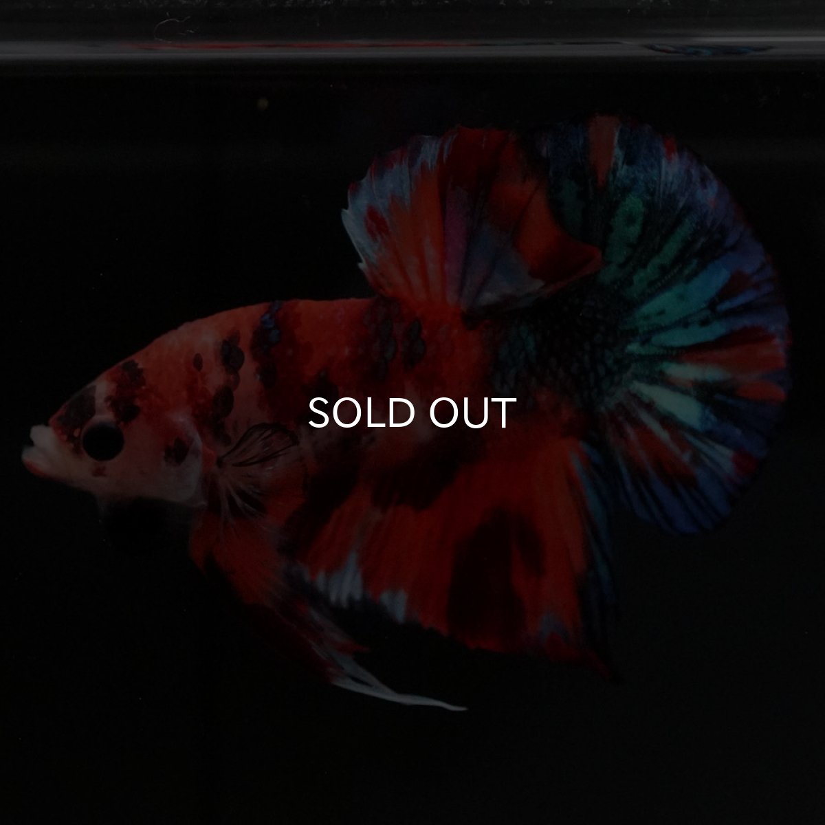 画像8: HMPK キャンディギャラクシー (8)