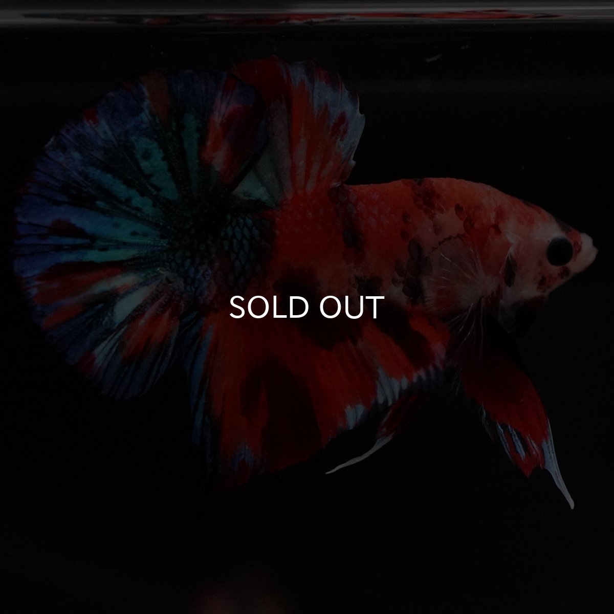 画像7: HMPK キャンディギャラクシー (7)