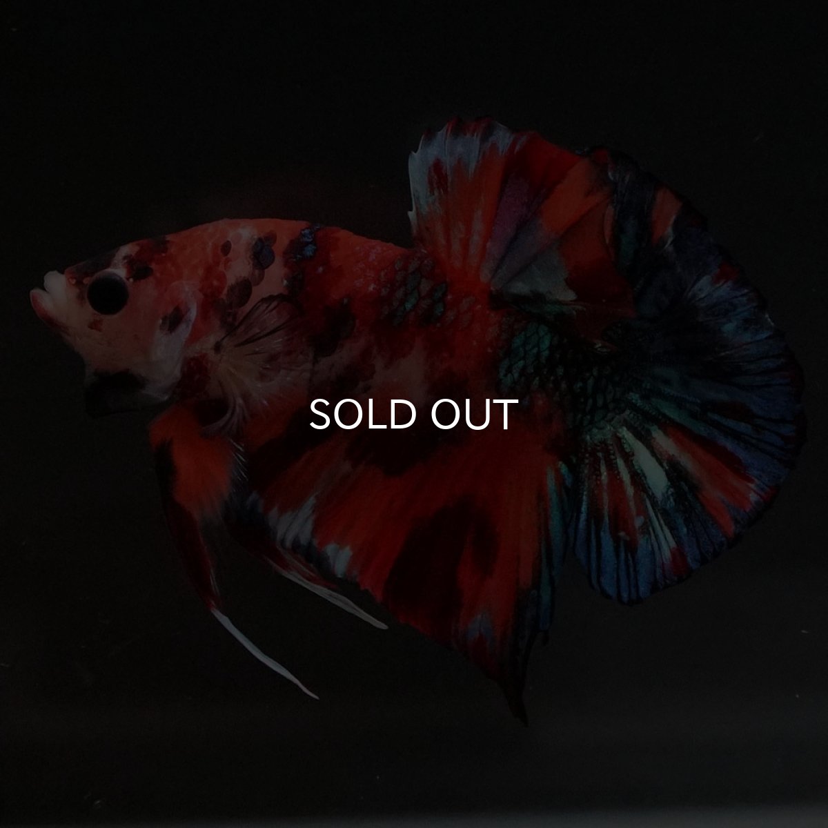 画像6: HMPK キャンディギャラクシー (6)