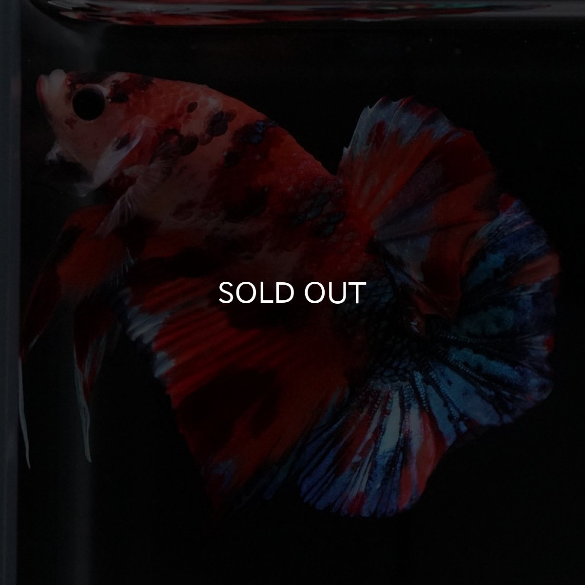 画像2: HMPK キャンディギャラクシー (2)