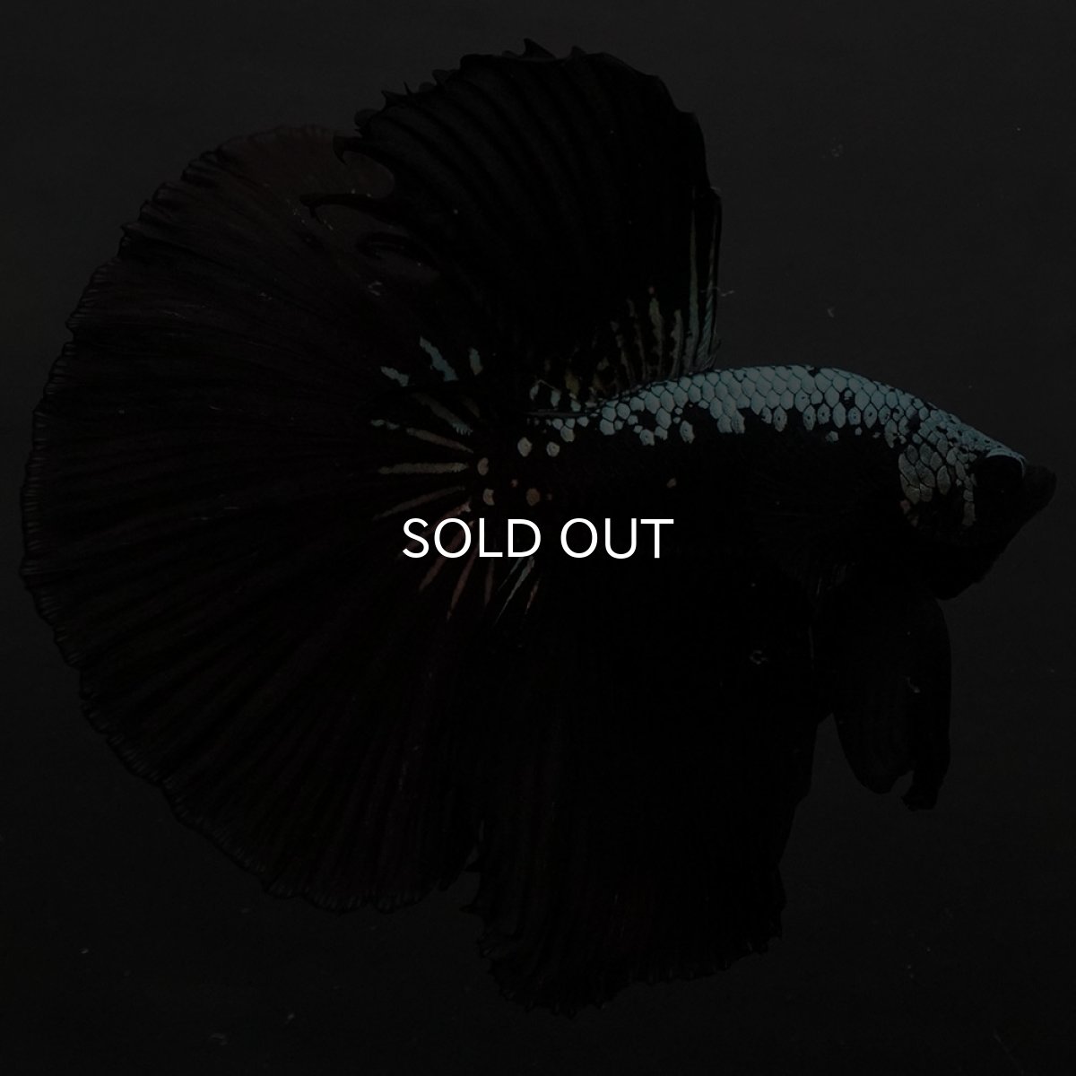 画像7: HM　ブラックサムライ (7)