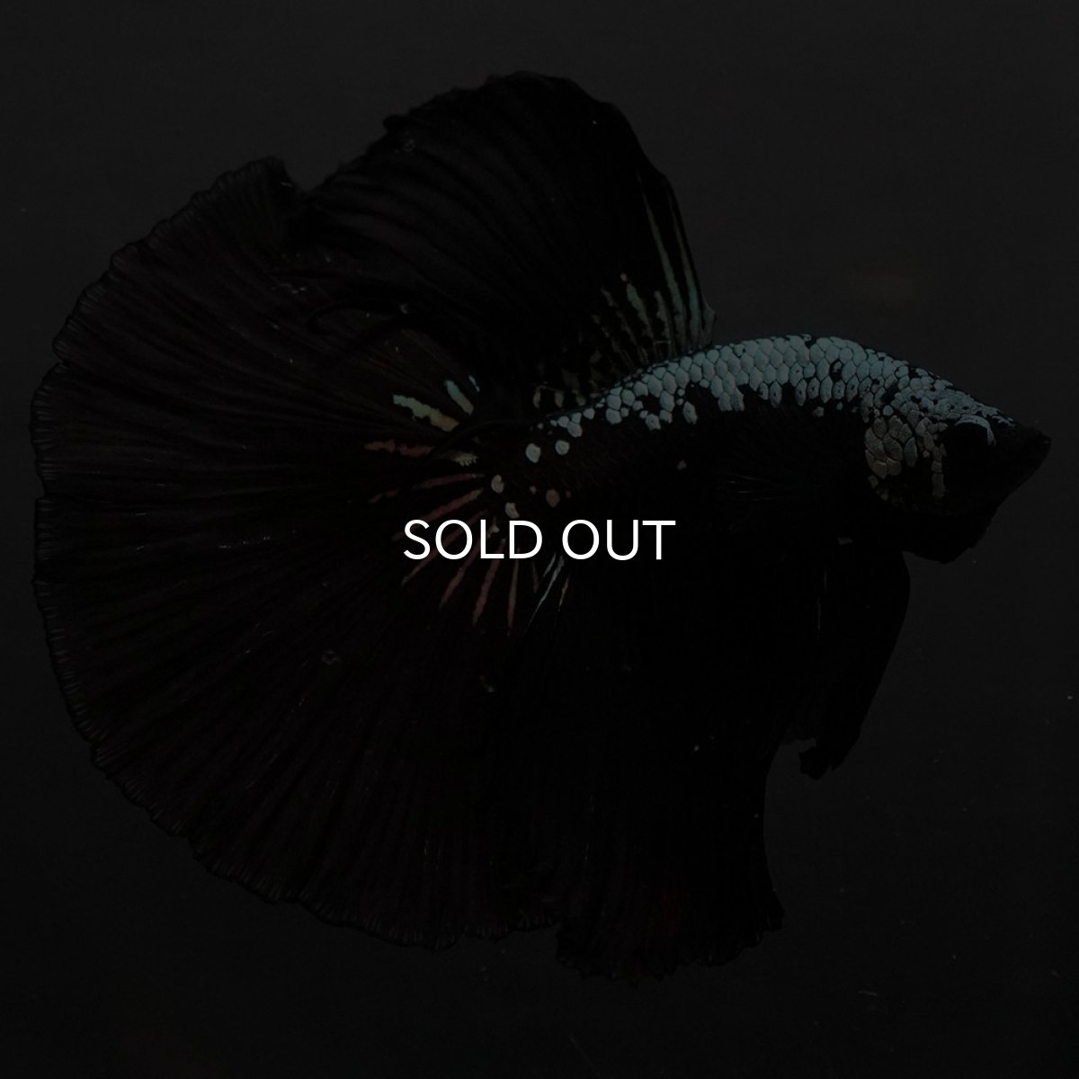 画像5: HM　ブラックサムライ (5)