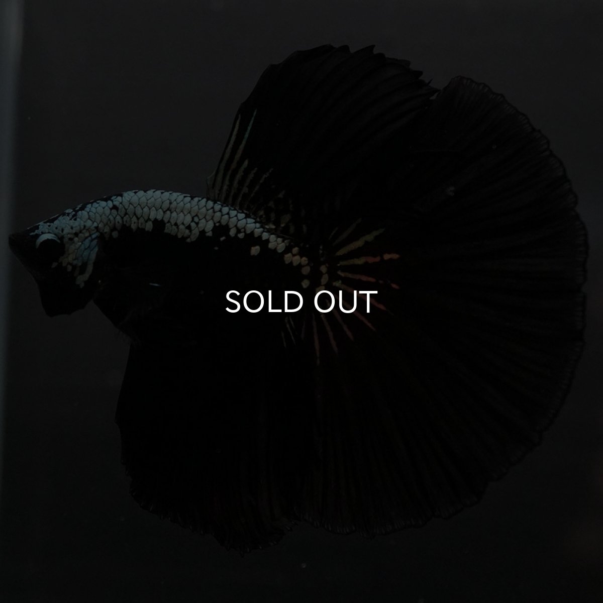 画像8: HM　ブラックサムライ (8)