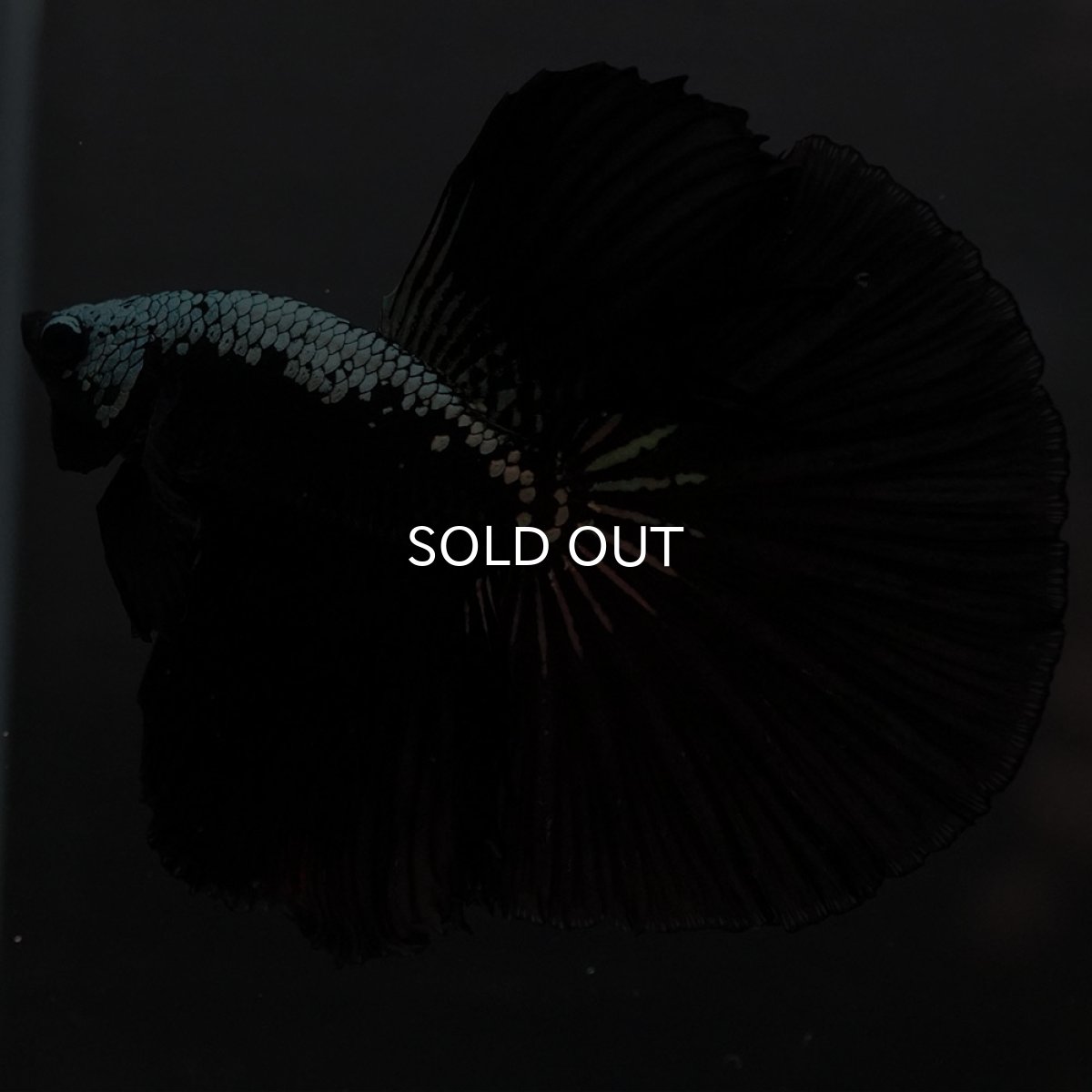 画像6: HM　ブラックサムライ (6)