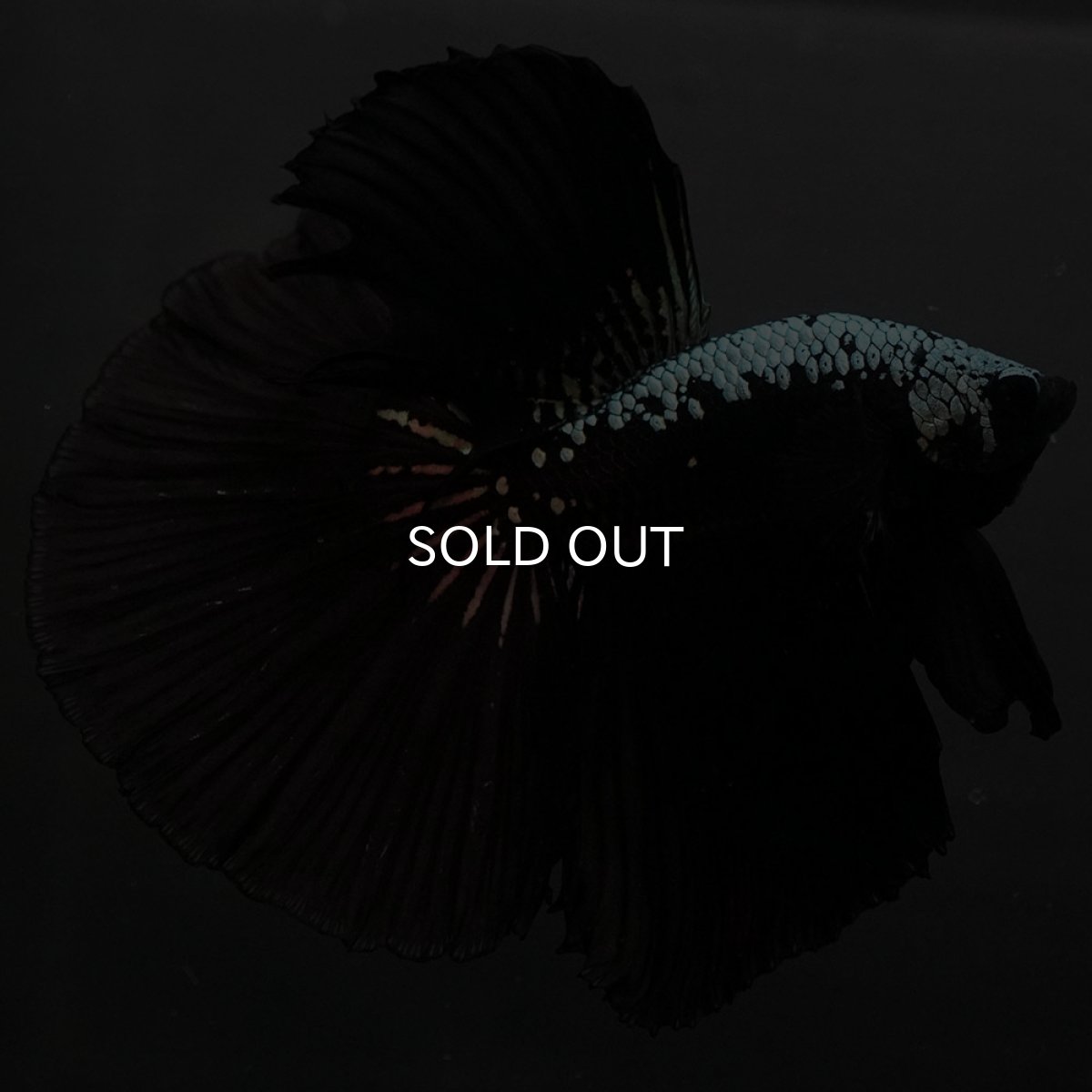 画像3: HM　ブラックサムライ (3)