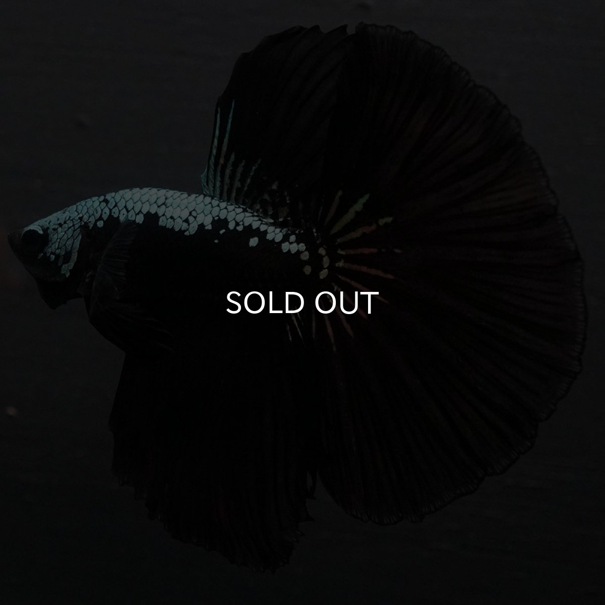 画像4: HM　ブラックサムライ (4)