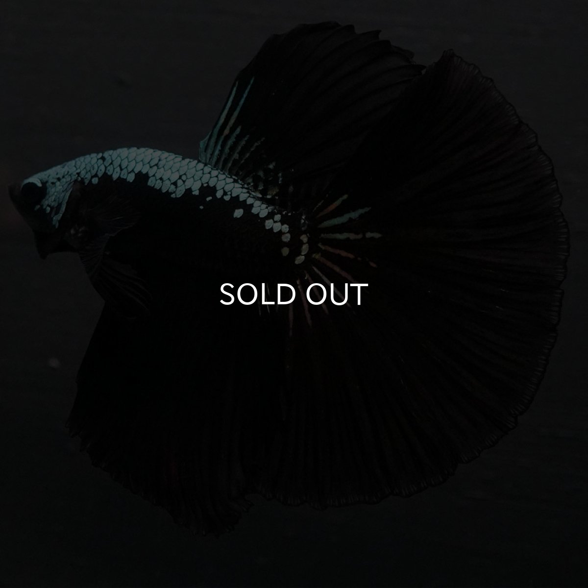 画像2: HM　ブラックサムライ (2)