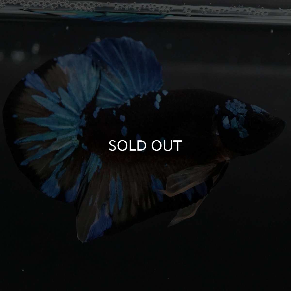 画像6: HMPK イエローブラックスター (6)