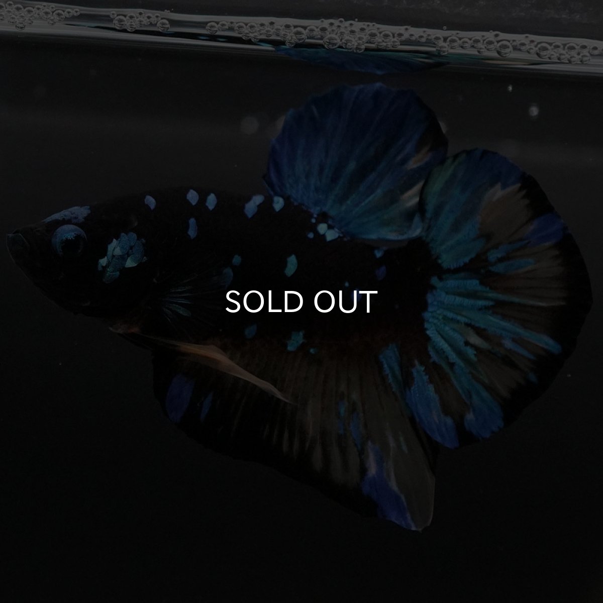 画像3: HMPK イエローブラックスター (3)