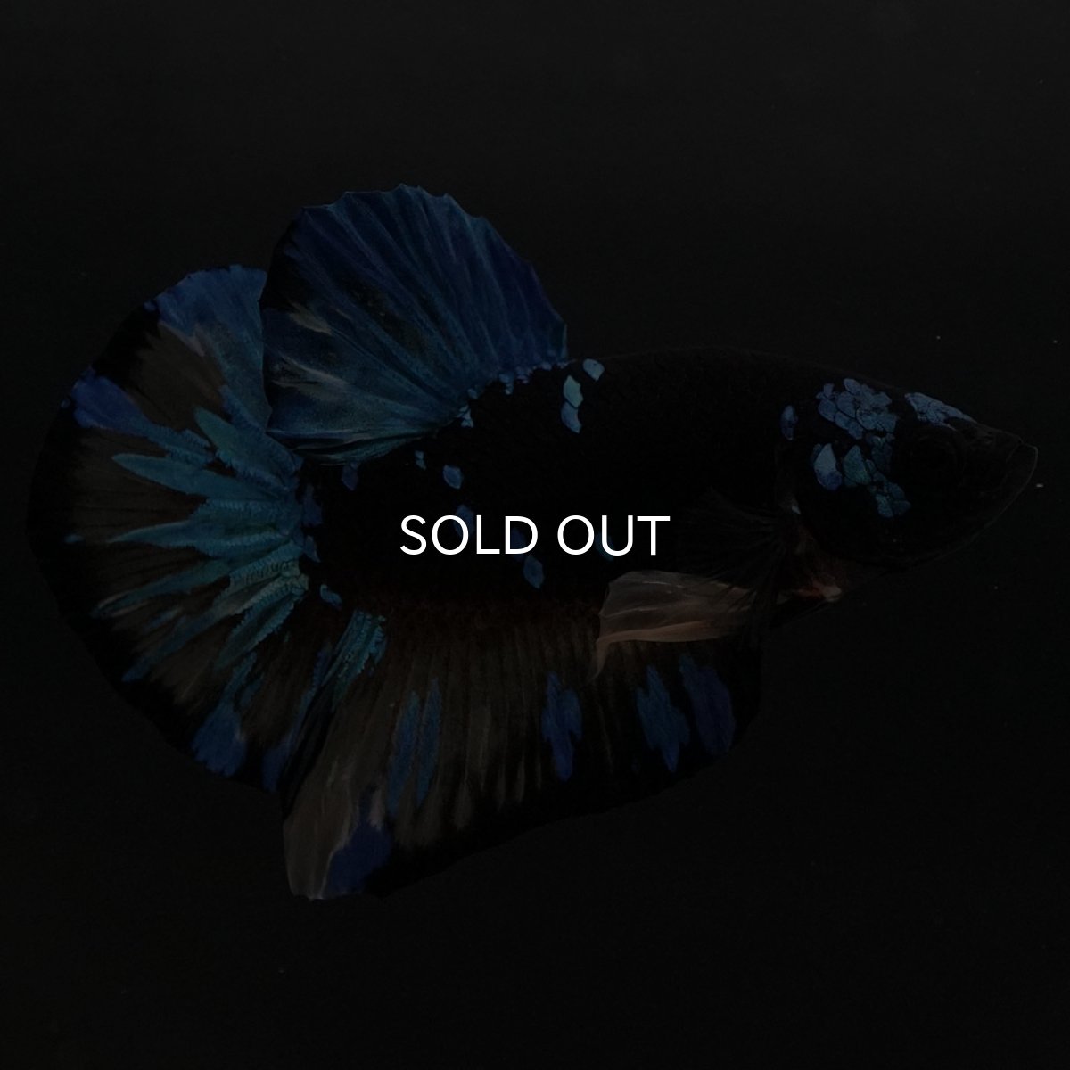 画像4: HMPK イエローブラックスター (4)