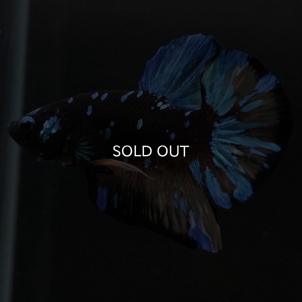 画像5: HMPK イエローブラックスター (5)