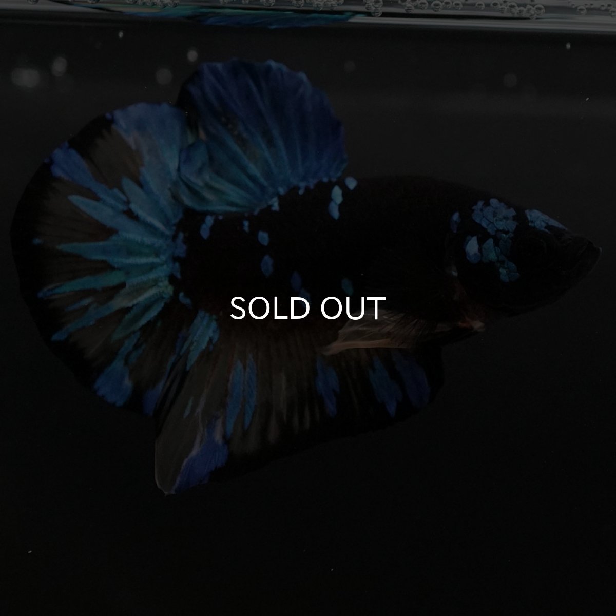 画像2: HMPK イエローブラックスター (2)