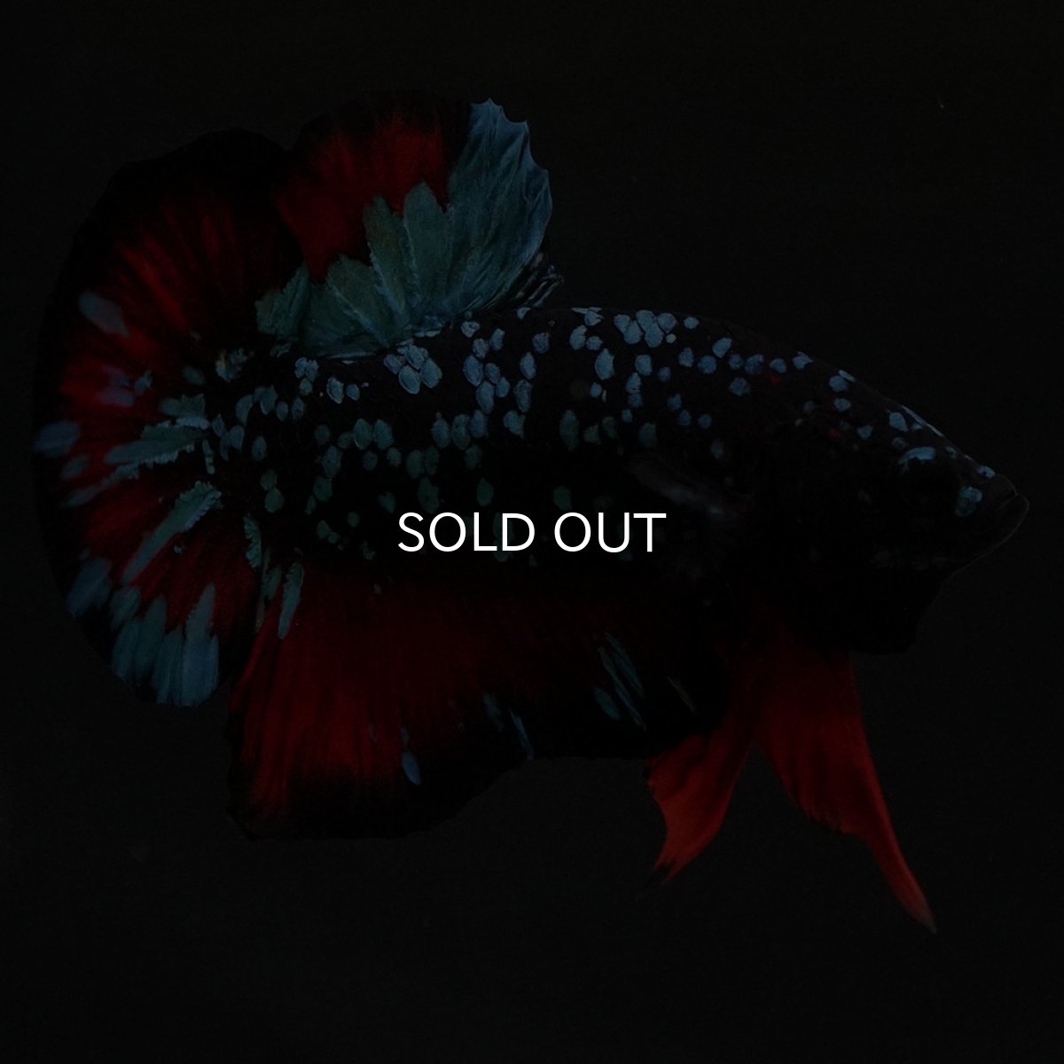 画像5: HMPK ブラックスター (5)