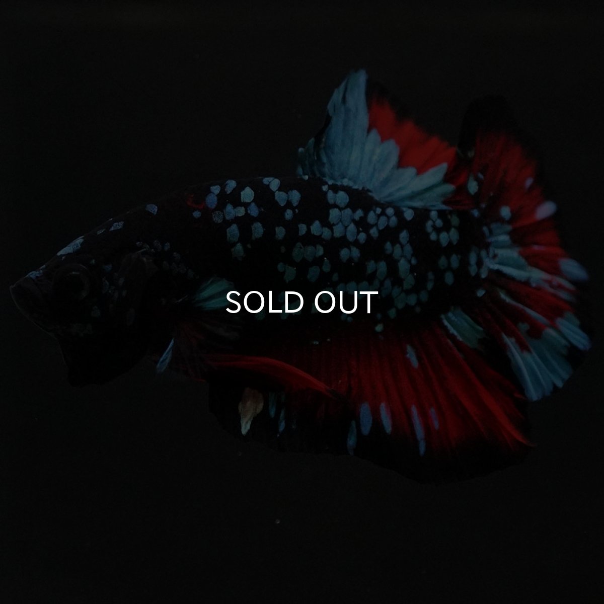 画像2: HMPK ブラックスター (2)