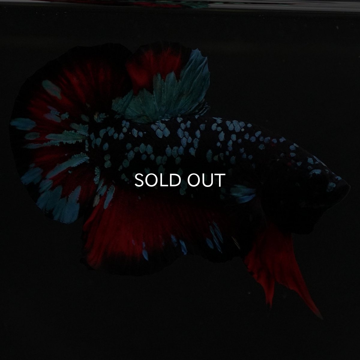 画像7: HMPK ブラックスター (7)