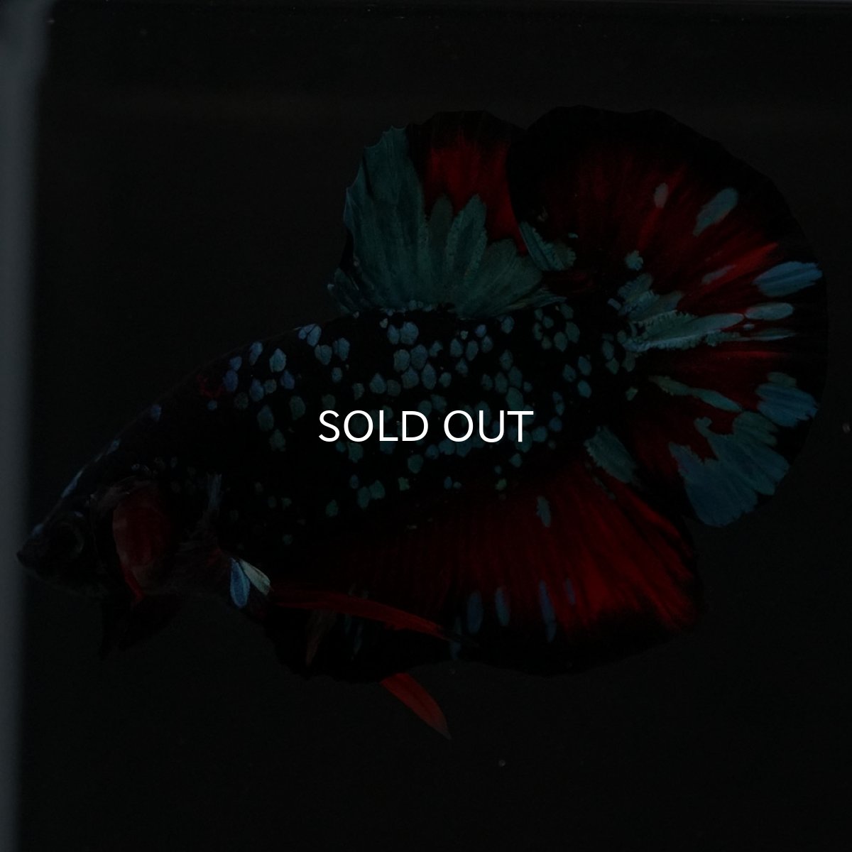 画像4: HMPK ブラックスター (4)