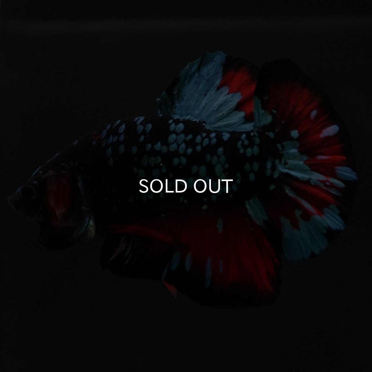 画像8: HMPK ブラックスター (8)