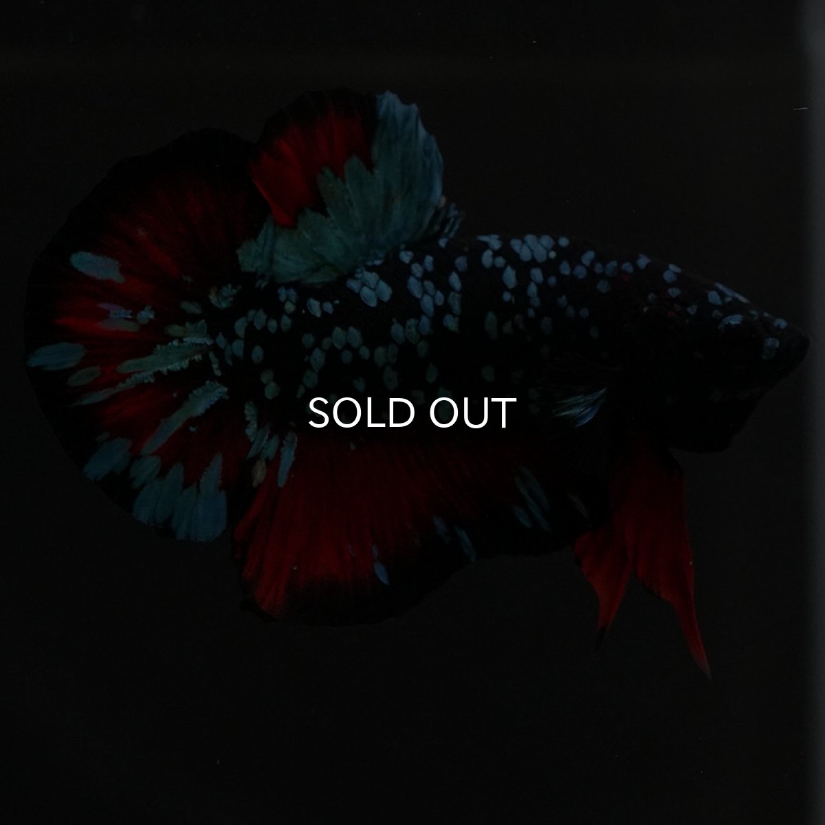 画像9: HMPK ブラックスター (9)