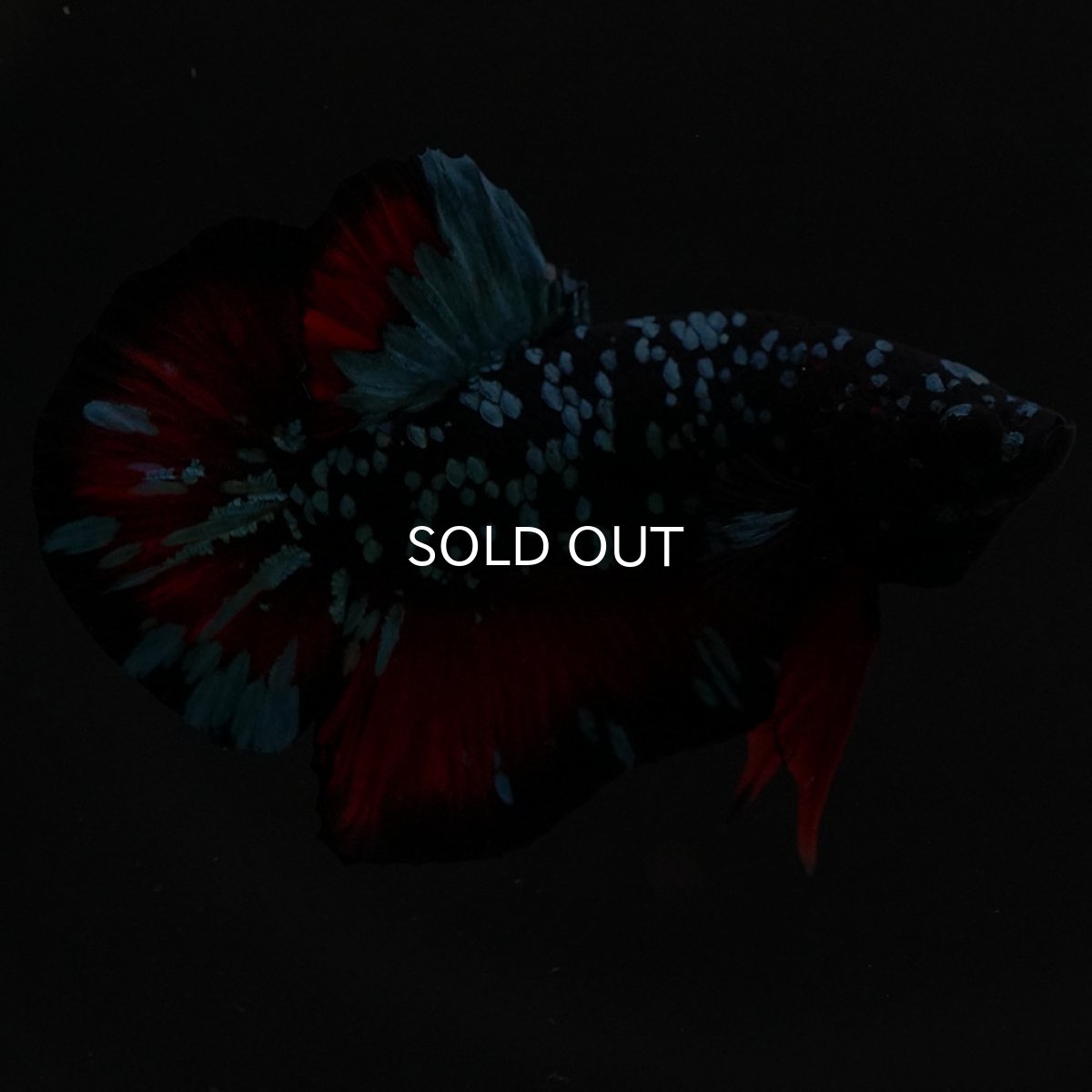 画像3: HMPK ブラックスター (3)