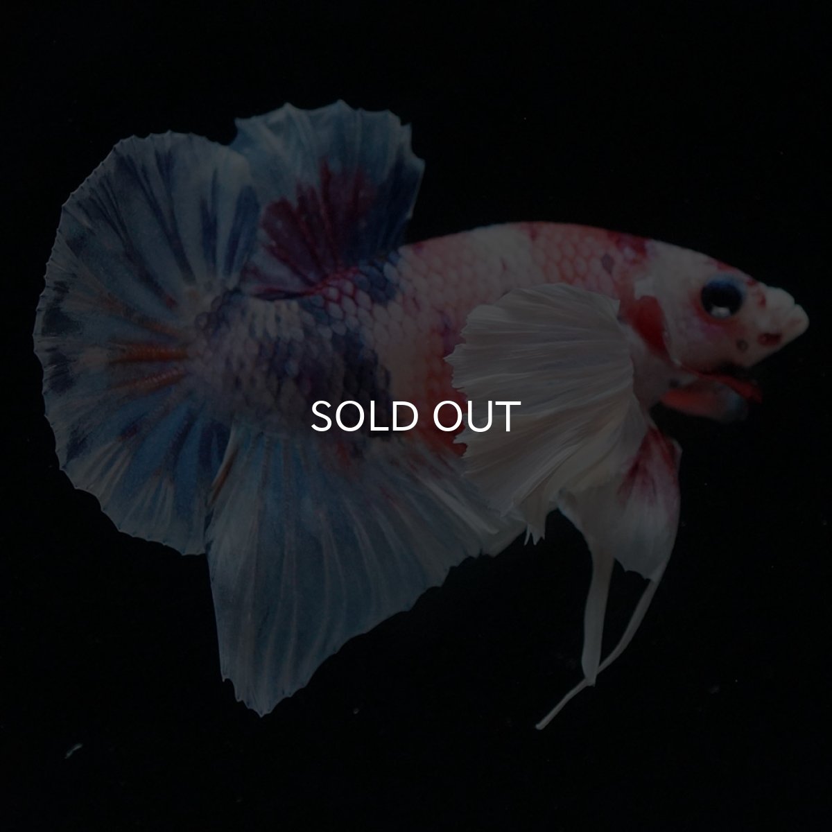 画像7: HMPKダンボ キャンディ (7)