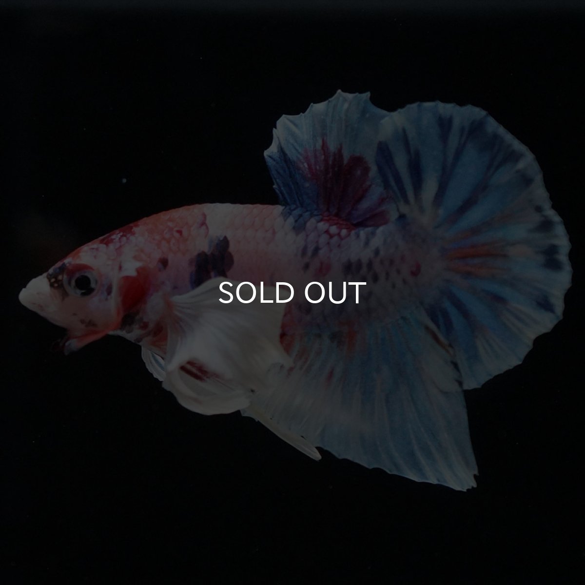 画像9: HMPKダンボ キャンディ (9)