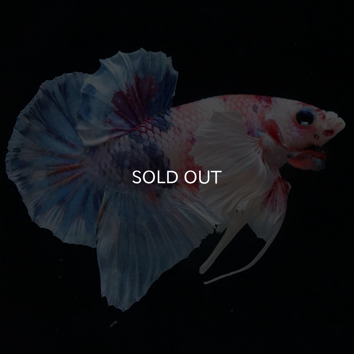 画像5: HMPKダンボ キャンディ (5)