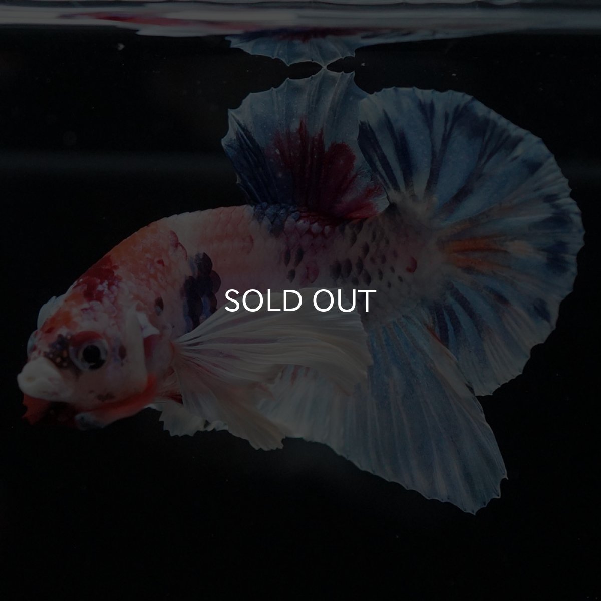 画像8: HMPKダンボ キャンディ (8)