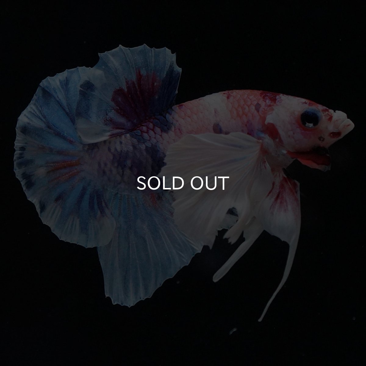 画像3: HMPKダンボ キャンディ (3)