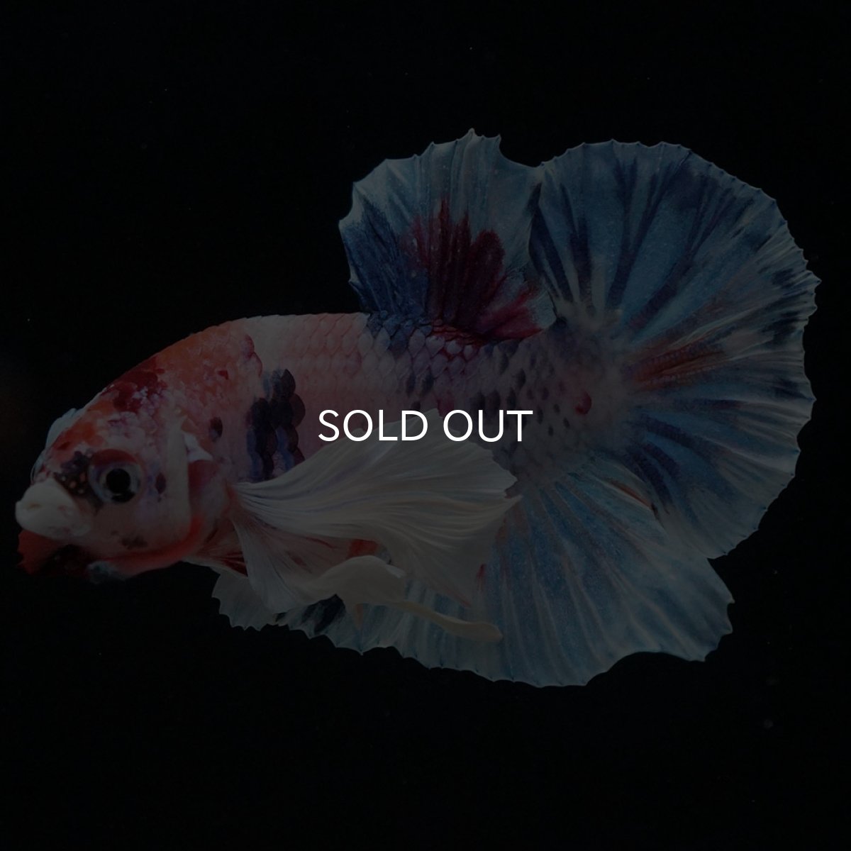 画像6: HMPKダンボ キャンディ (6)