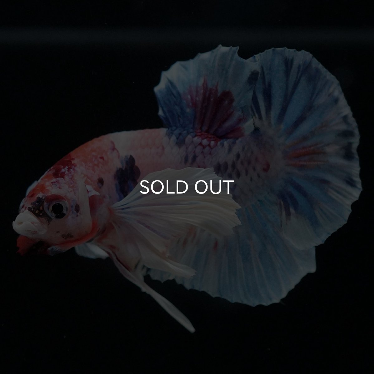 画像4: HMPKダンボ キャンディ (4)