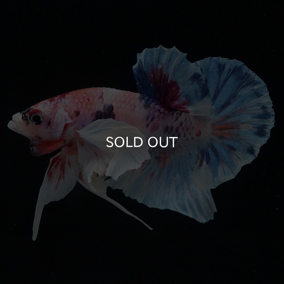 画像2: HMPKダンボ キャンディ (2)